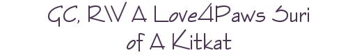 GC, RW A Love4Paws Suri of A Kitkat